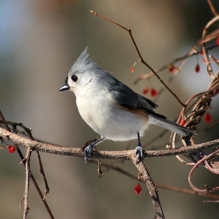 bird-8360220_640